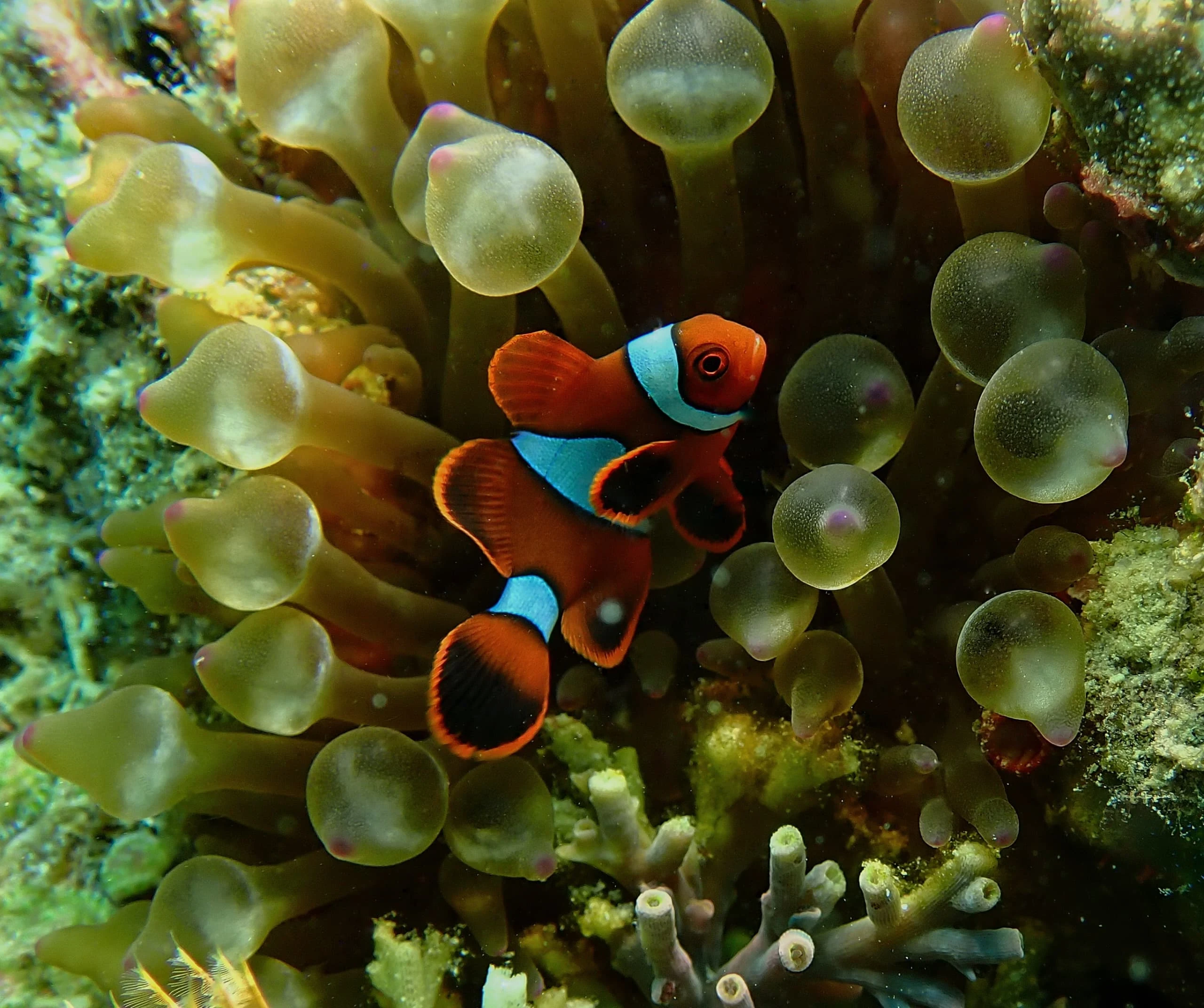 juvenile-maroon-clownfish-anemone