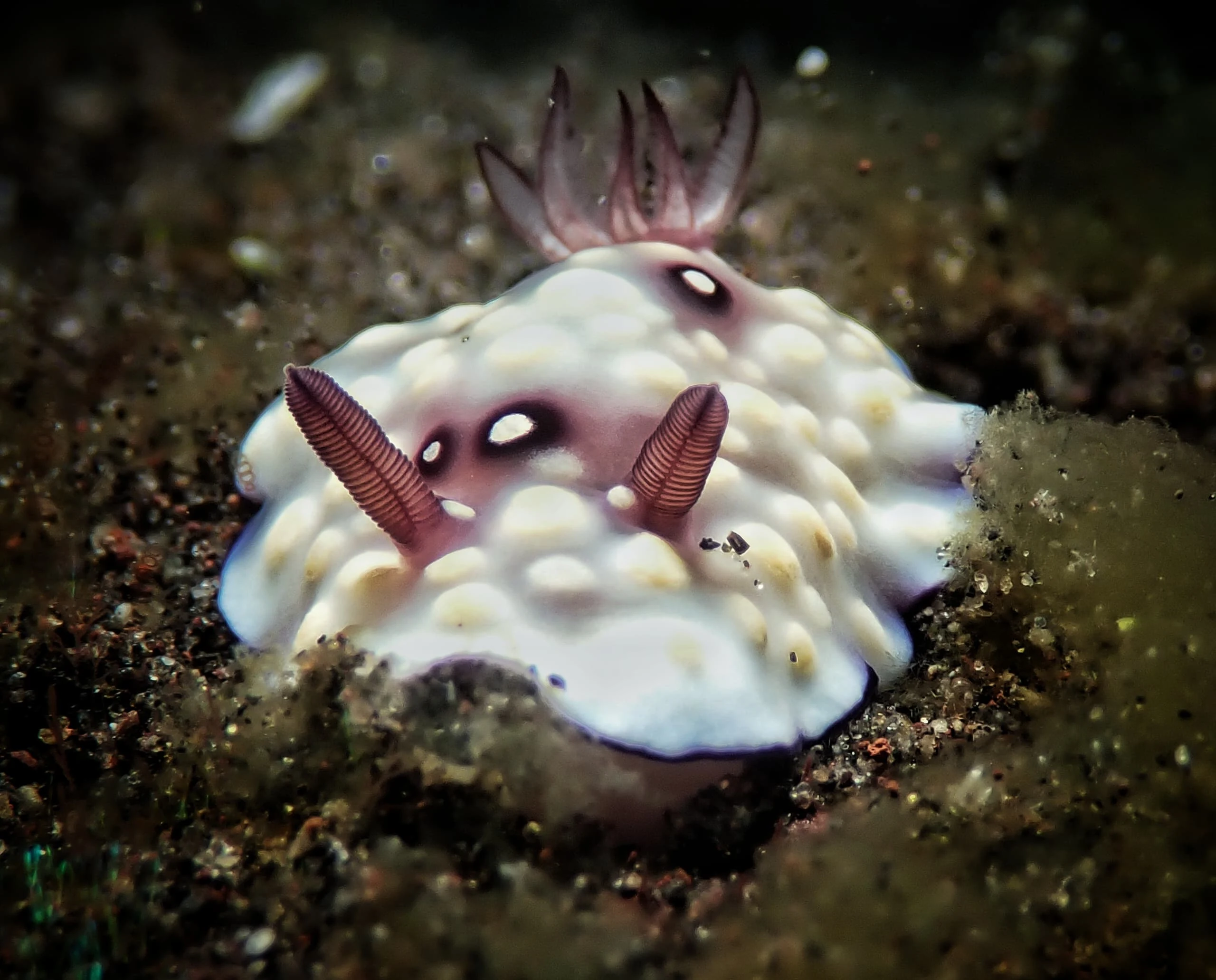 purple-blotched-nudibranch