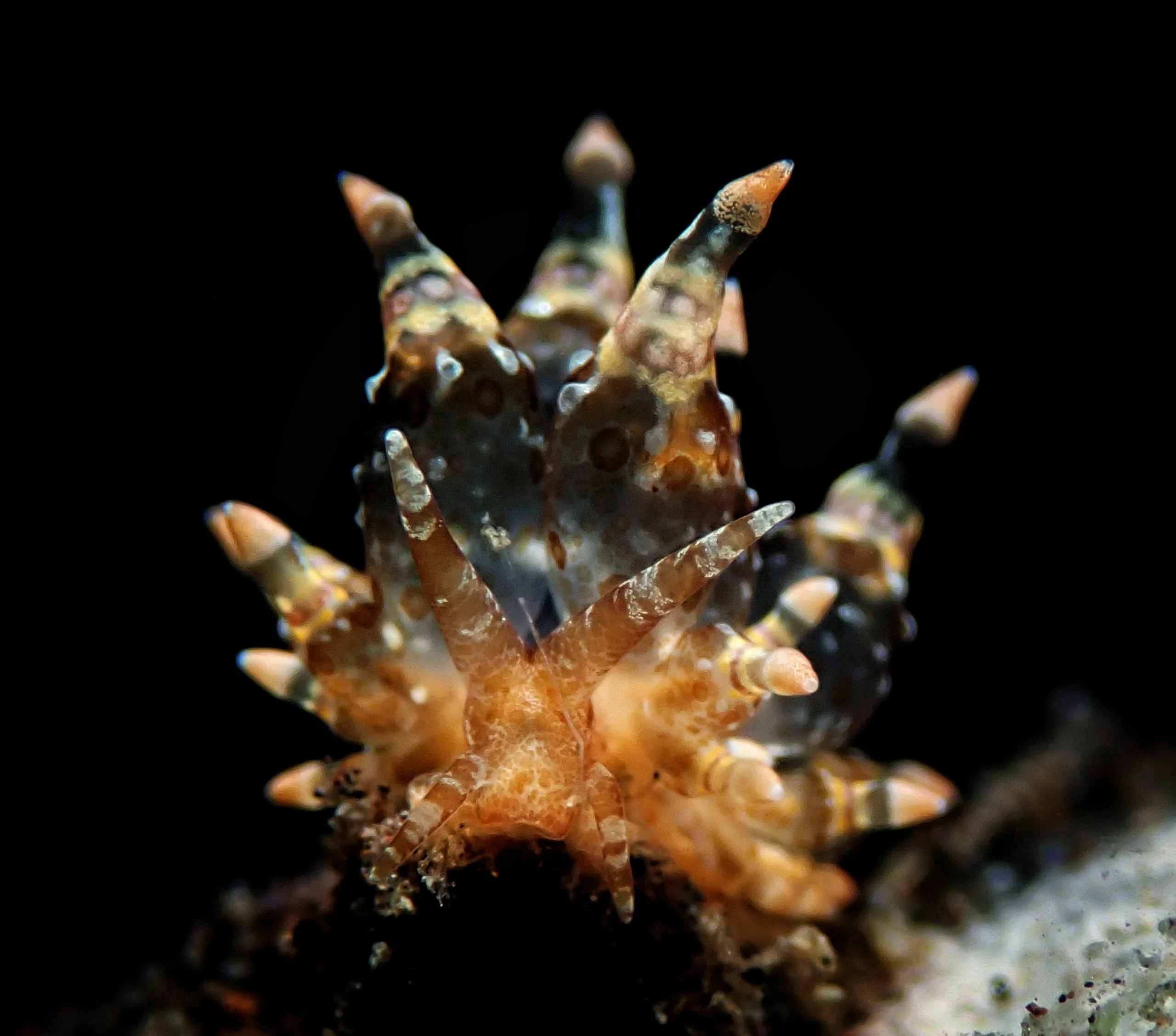 spiny-tiger-shrimp-macro