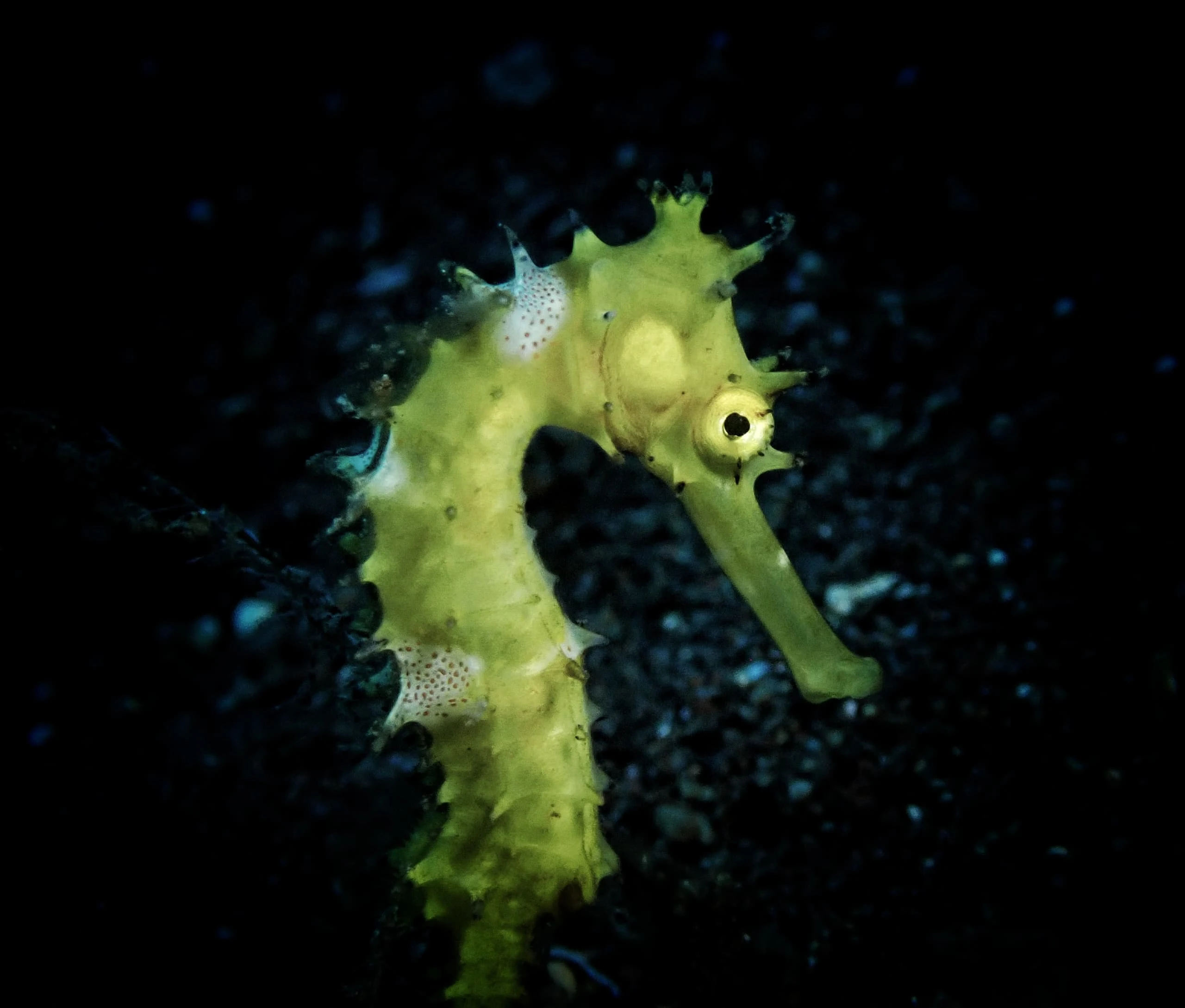 yellow-thorny-seahorse